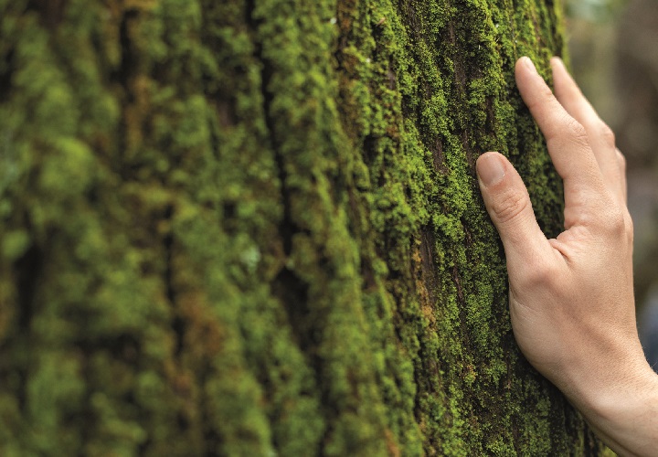 Eine Hand berührt einen Baum.