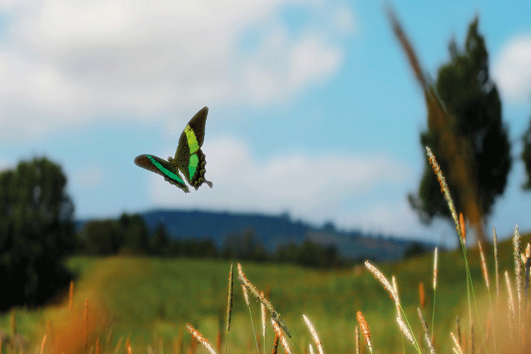 schmetterling fliegt über feld