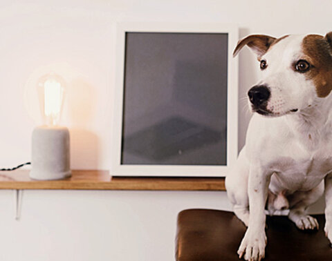 Ein Hund sitzt auf einem Sessel, im Hintergrund leuchtet eine Glühbirne.